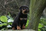 ROTTWEILER 334